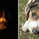 Illustration for article titled Mad Scientists Have Created a Glow in the Dark Dog
